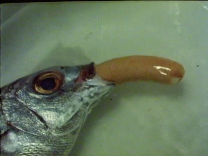 Bilbo.avi_snapshot_00.18.00_[2018.12.09_01.39.06]