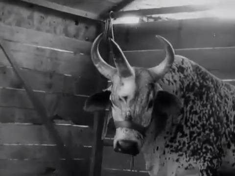 vlcsnap-2020-04-08-11h47m07s132